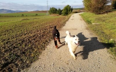 PASEOS CANINOS / TXAKUR PASEOAK